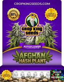 Afghan Hash Plant Autoflower