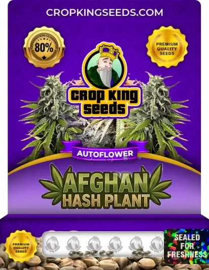 Afghan Hash Plant Autoflower