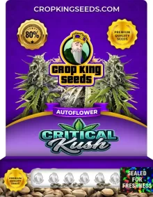 Critical Kush Autoflower