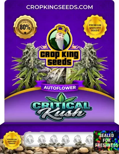 Critical Kush Autoflower