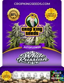 White Russian Autoflower