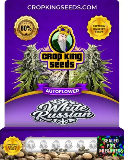 White Russian Autoflower