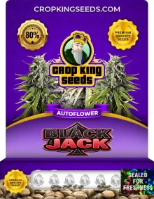 Black Jack Autoflower