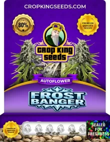 Frostbanger Autoflower