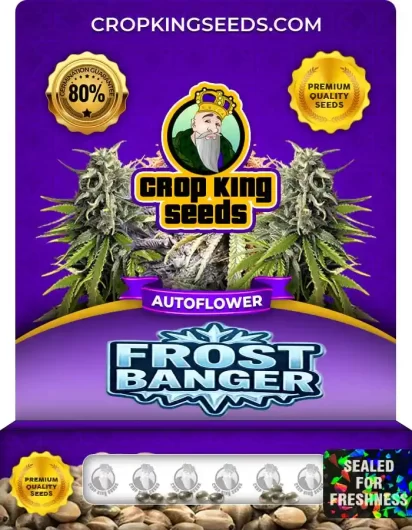 Frostbanger Autoflower