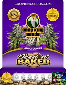 Iced 'n' Baked Autoflower