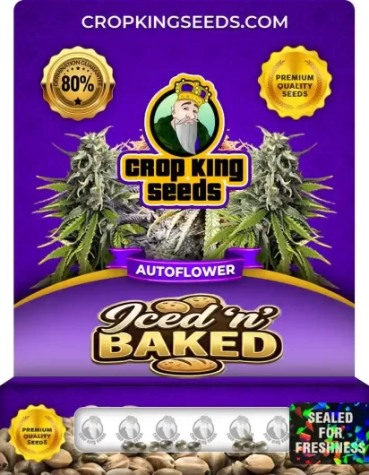 Iced 'n' Baked Autoflower