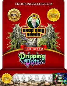 Dripping Dots Strain