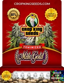 Melo Gold Strain
