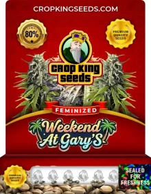 Weekend At Gary’s Strain