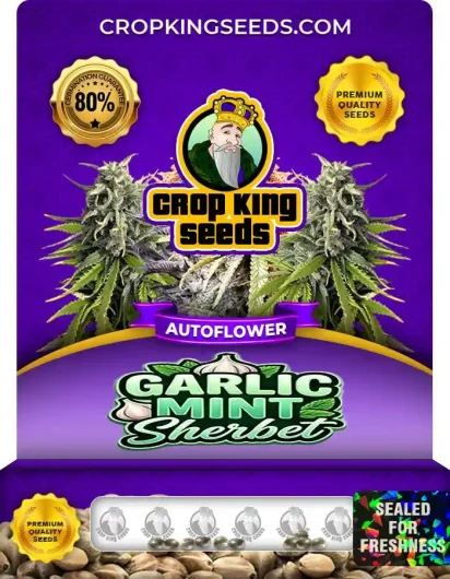 Garlic Mint Sherbet Autoflower