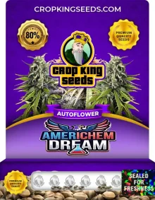 Americhem Dream Autoflower