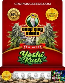 Yoshi Kush Strain