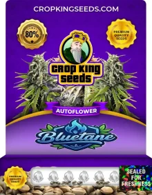 Bluetane Autoflower
