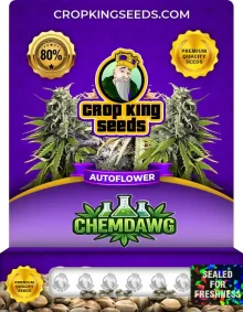 Chemdawg Autoflower