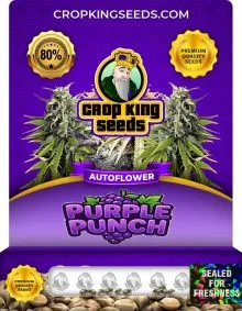 Purple Punch Autoflower