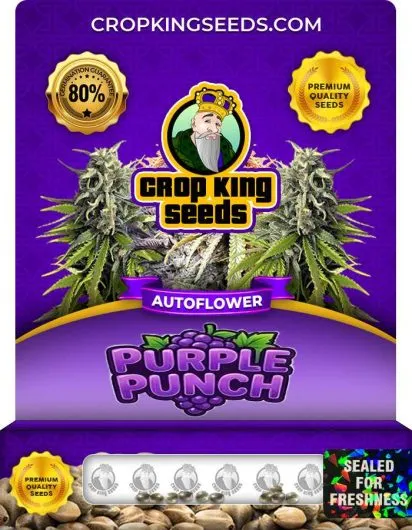Purple Punch Autoflower