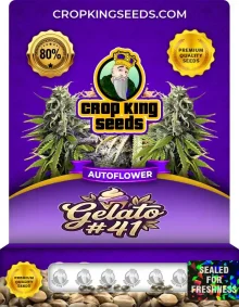 Gelato #41 Autoflower