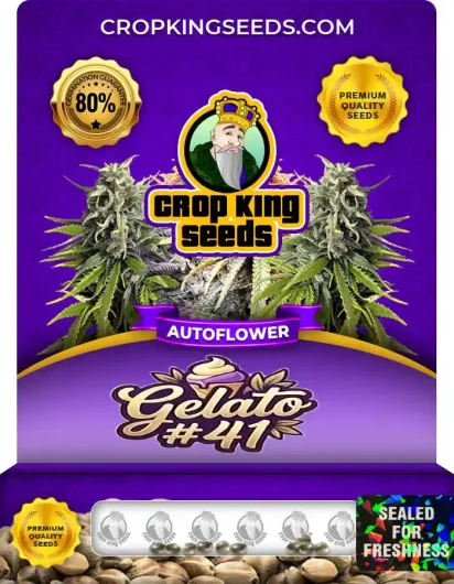 Gelato #41 Autoflower