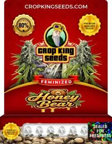 Honey Bear Strain