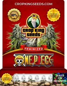 One Piece Strain