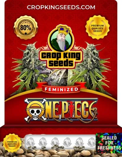 One Piece Strain