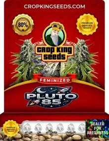 Pluto 85 Strain