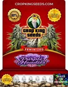 Purple Headies Strain