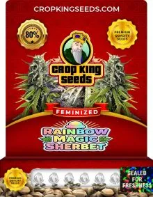 Rainbow Magic Sherbet Strain