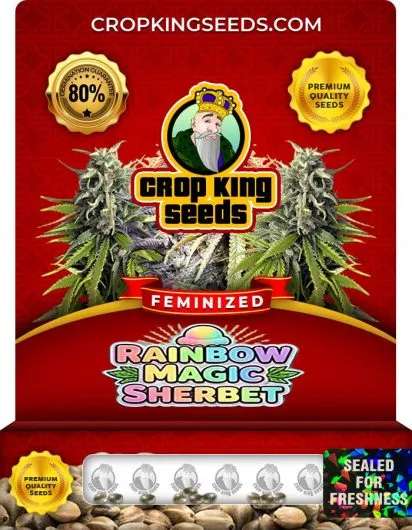 Rainbow Magic Sherbet Strain