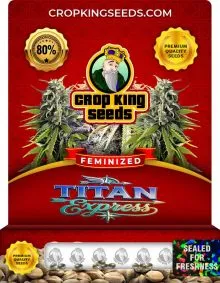 Titan Express Strain