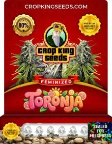 Toronja Strain