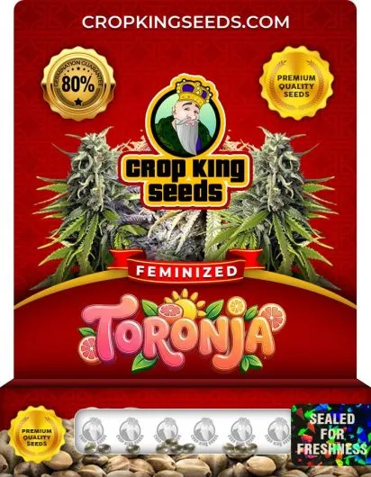 Toronja Strain