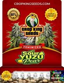 Sour Yuzu Pear Strain