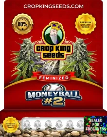 Moneyball #2 Strain
