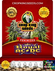 Royal ACDC Strain