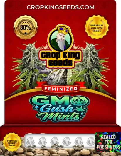 GMO Gush Mints Strain