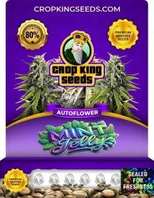 Mint Jelly Autoflower