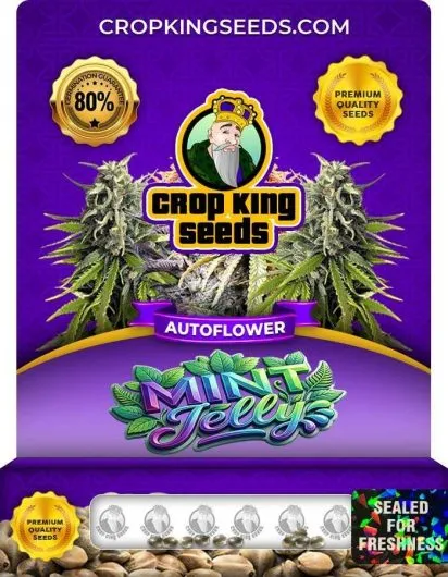 Mint Jelly Autoflower